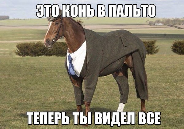 Who-who? - Horses, Coat, See, Horse in coat