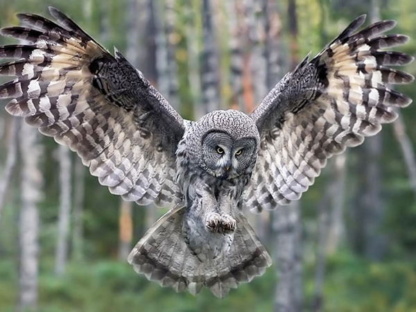 Owls - Owl, Photo, A selection, Flight, Longpost