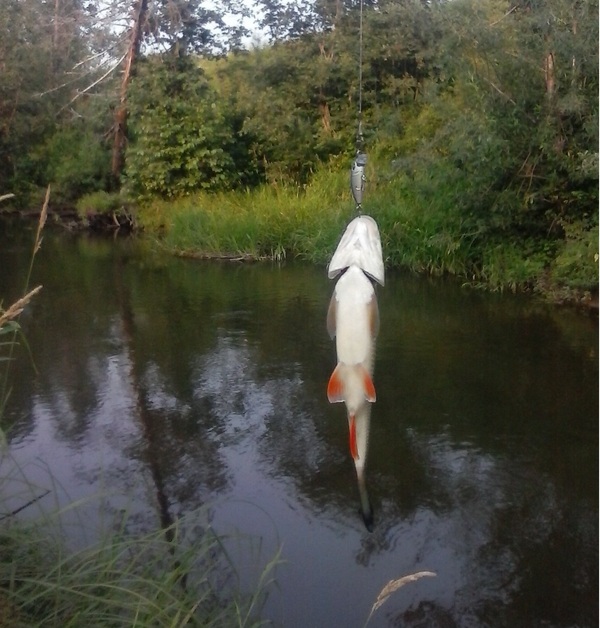 Dedicated to all Golavlemans. - My, Fishing, Chub, Spinning, River