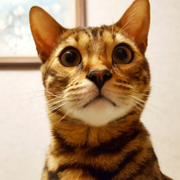 Are cats still on trend? - My, cat, Bengal cat