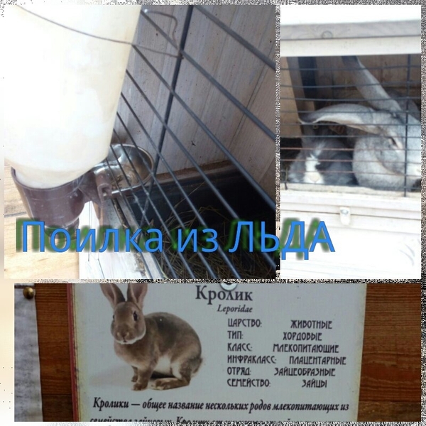 hell zoo - Georgievsk, Zoo, Animals, Longpost, Help