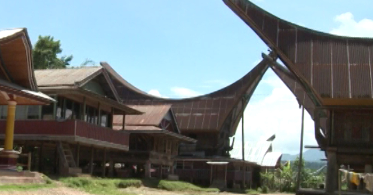 Дикий бычок с острова сулавеси. Toraja Sulawesi.