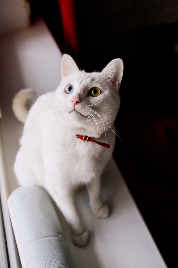 Unplanned photo session - My, cat, Pet, deaf cat, Longpost, Heterochromia, Pets