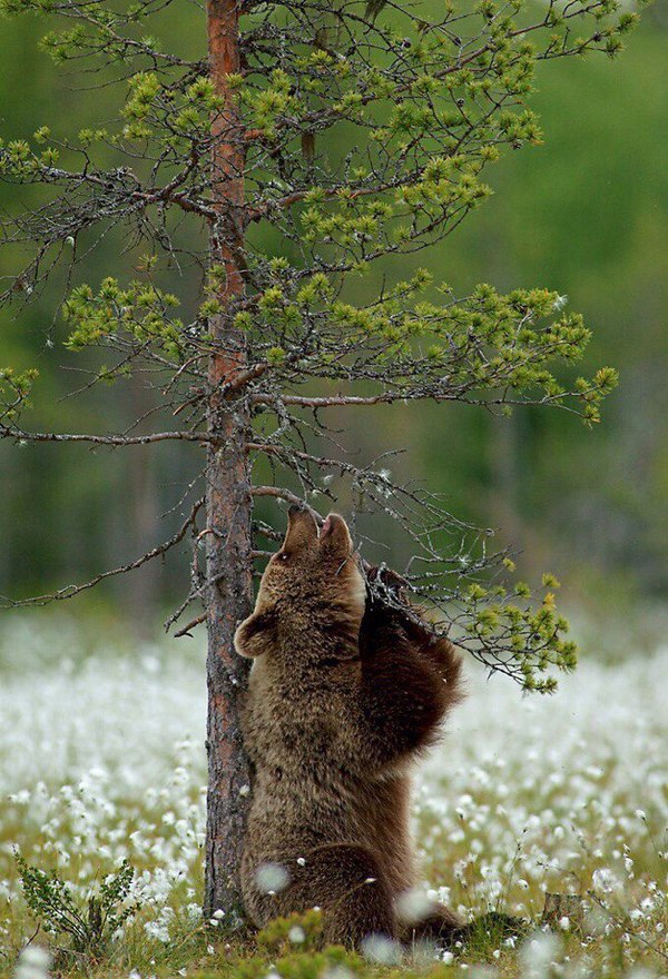 Karelia! - Michael, The Bears, Russia, Nature, Карелия