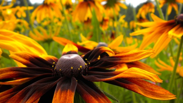 In the countryside in summer - Flowers, Village, Summer, My, Russia, Nature, beauty