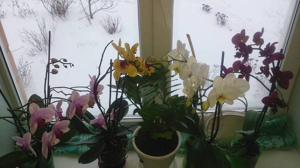 Not much beauty... - My, Flowers, On the window, Winter, Orchids