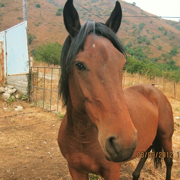 Pretty boy - My, Horses, Photo, Kazakhstan, The mountains, Nature, Longpost