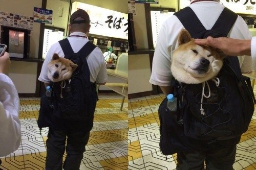 Stroke while no one sees - Dog, Milota, Shiba Inu, Japan