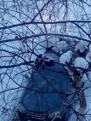 ������� ������������