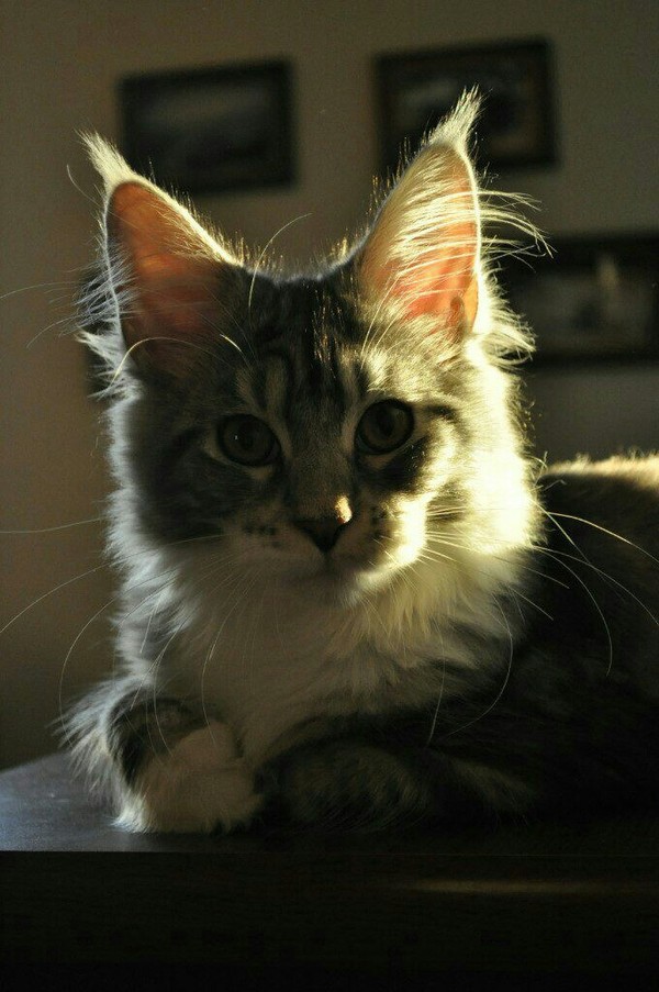 My kitty :-) - Cats and kittens, My, cat, Maine Coon