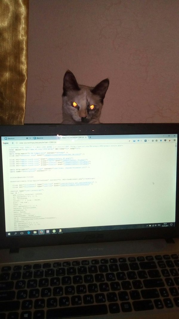 Kote monitors the correct writing of the code - My, cat, The code, Observation