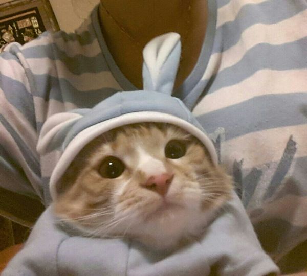 Cute cat in a hat - My, cat, Photo, Milota