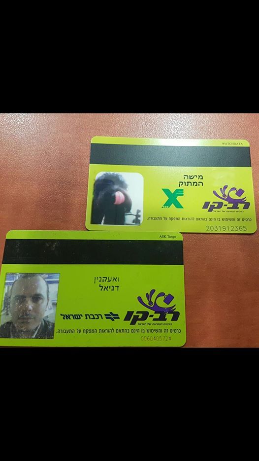 Tel Aviv dog Misha gets personalized bus ticket - Animals, Dog, Israel, Transport, Toy Terrier, Longpost