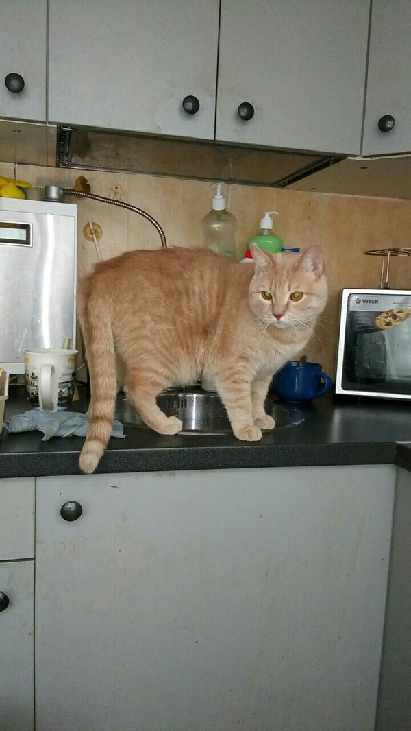 Curiosity. - Longpost, Kitchen, Box, My, cat, The photo