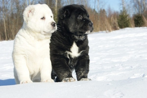 Yin Yang - Dog, Alabai