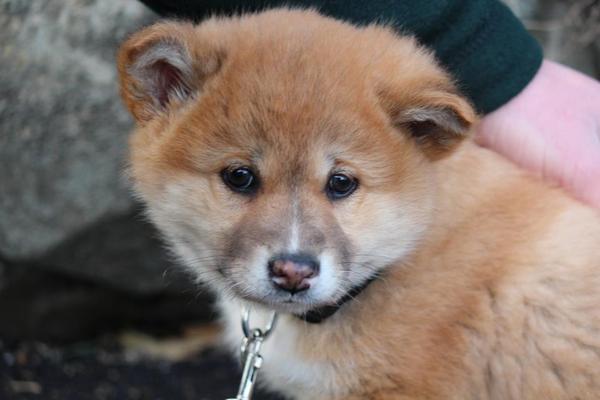 Dingo wild dog puppy - Animals, Dingo