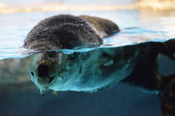 split otter - Otter, Otters, Milota, Animals, Sea otter