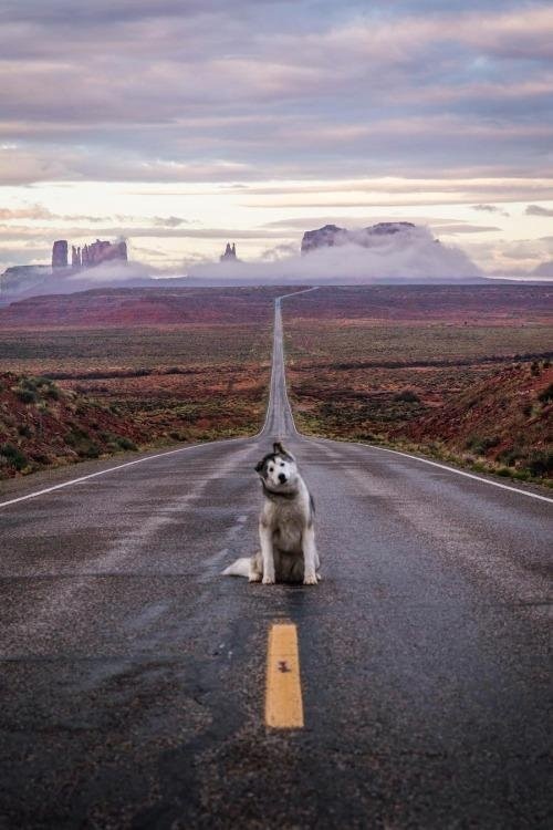 Monument Valley (USA) - Road, Dog, USA