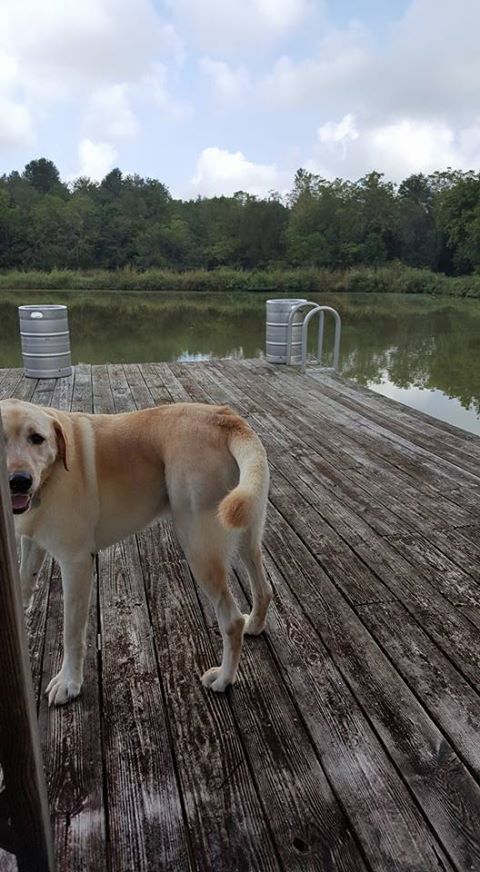 roaming labrador - Dog, Meeting, Labrador, Longpost