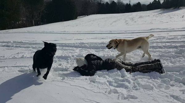 roaming labrador - Dog, Meeting, Labrador, Longpost