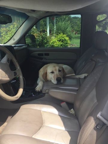 roaming labrador - Dog, Meeting, Labrador, Longpost