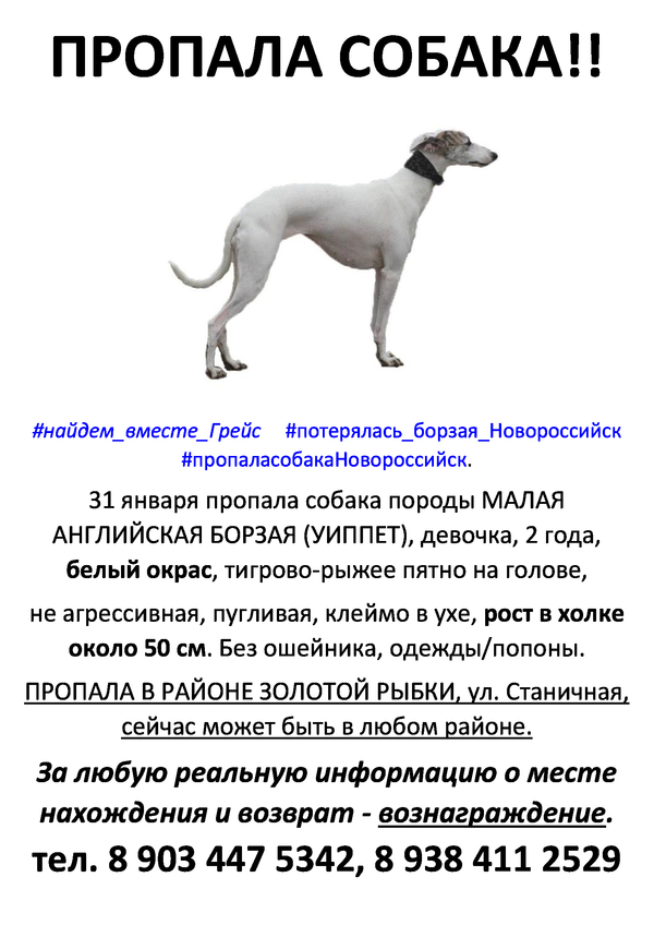 Novorossiysk. - Dog, Help, Novorossiysk, The missing