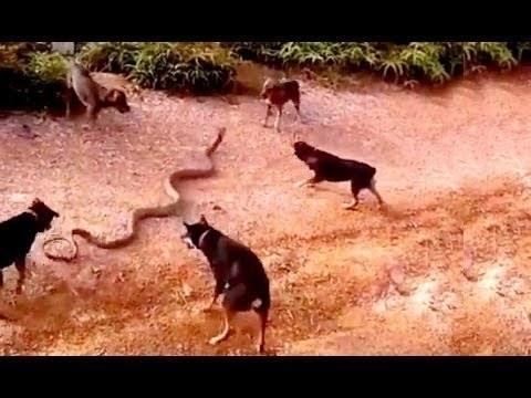 Dogs save their owner from a cobra - My, news, Animals, Dogs and people, Snake, Dog, Sensation, 