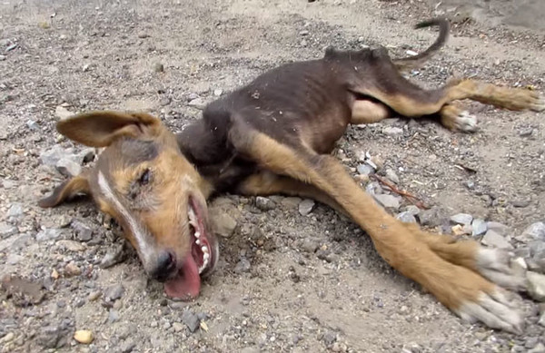 Они нашли на улице мертвую собаку. Как вдруг случилось нечто невозможное… Новости, Индия, Жесть, Собака, Лечение, 2017, Жалость, Видео