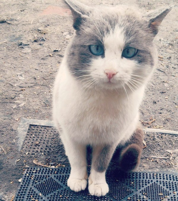 Handsome. - My, cat, , Street