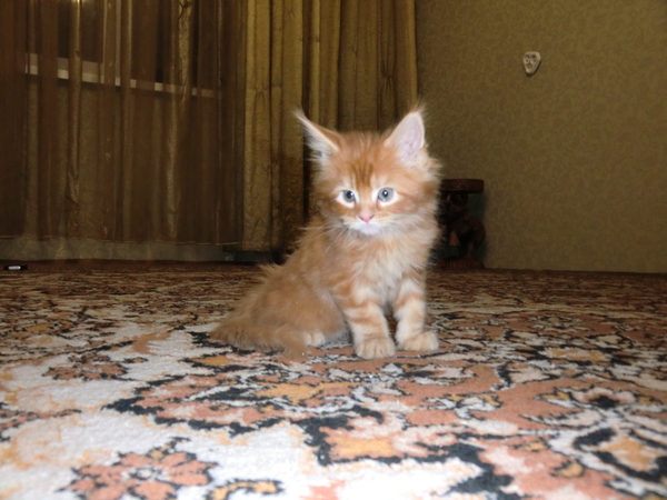 Вот вам в ленту моих котят Мейн-Кунов. - Моё, Кот, Мейн-кун, Длиннопост