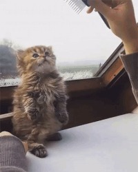  ?)))