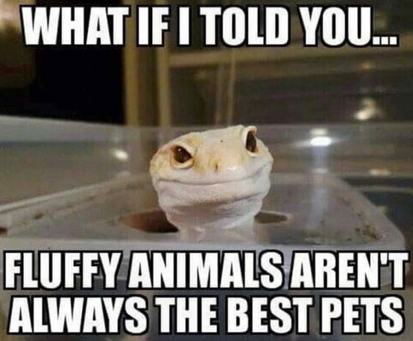 What if... - Reptiles, Gecko, Pets