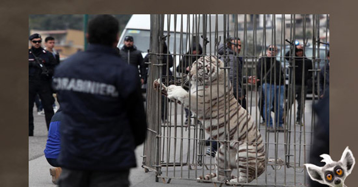 Цирк бенгальские тигры. Тигр сбежал. Тигр в клетку. Клетка для тигра. Тигр за решеткой.