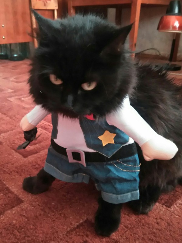 sheriff cat - My, cat, Sheriff, Costume