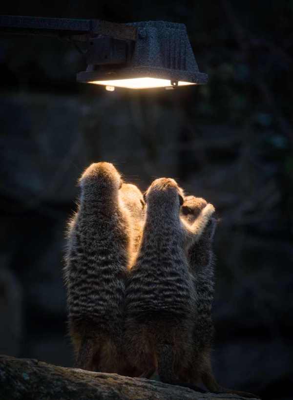 Meerkats - Meerkat, Are warming up, Zoo, Animals, Germany