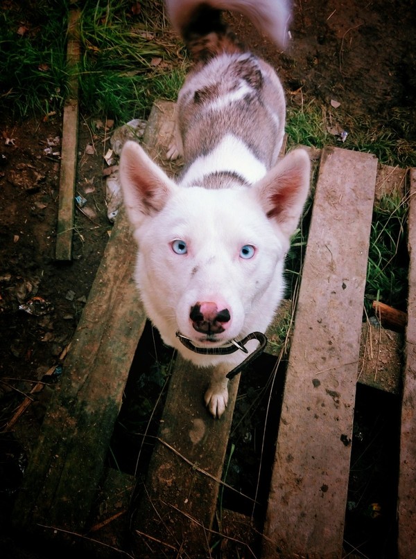 Friend - My, The photo, Dog, Meizu m1 Note, Siberia, Snapseed