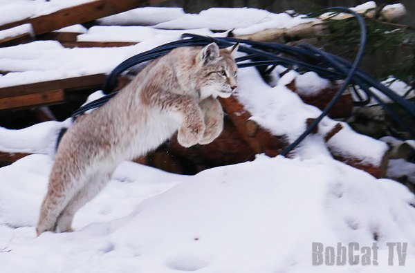 5 reasons not to start a lynx :) - Lynx, Video, Katyavaleeva, My