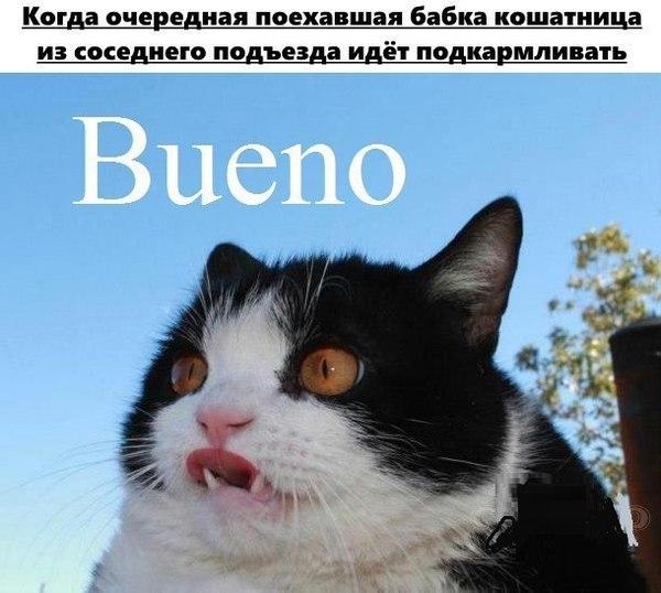 Bueno! - Кот, Картинки, Bueno