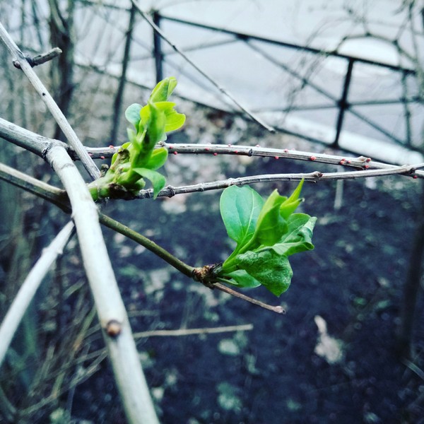 1 января. Неожиданно. Питер