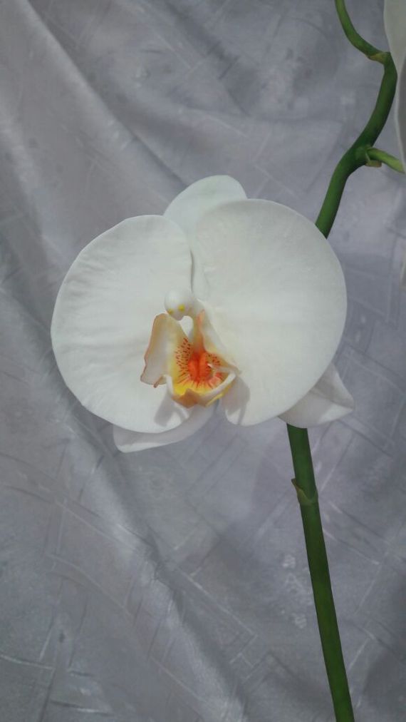 Orchid, molded by hand. - My, Orchids, Polymer floristry, Cold porcelain, Handmade, My, Longpost