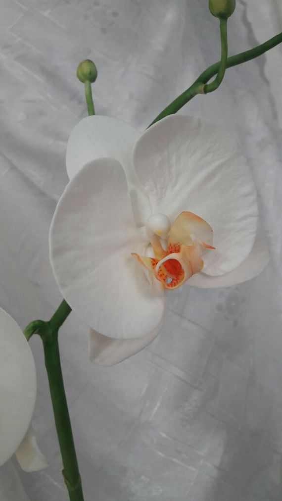 Orchid, molded by hand. - My, Orchids, Polymer floristry, Cold porcelain, Handmade, My, Longpost