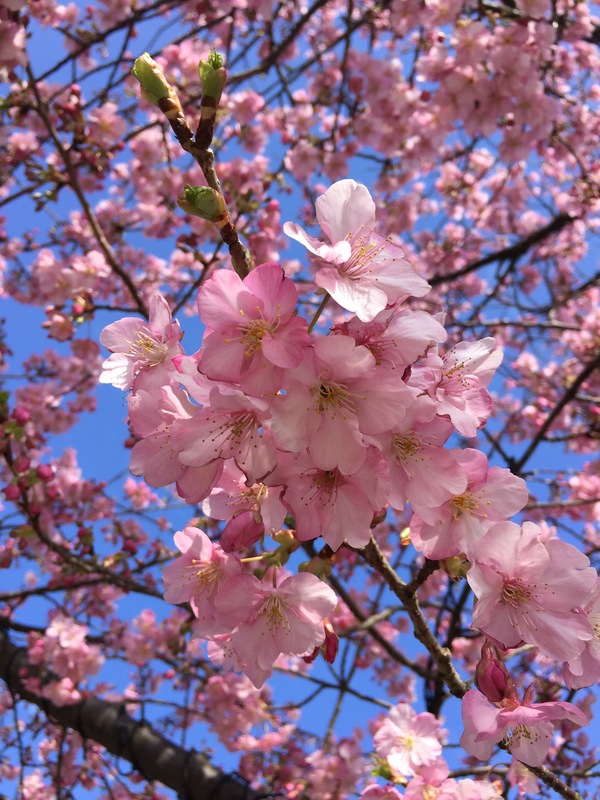 Sakura - My, Sakura, Japan