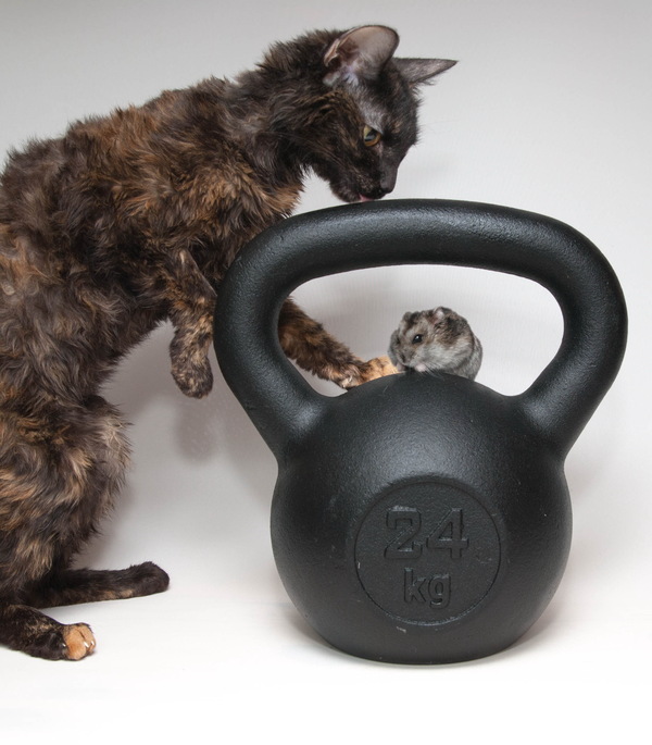 A little feline - hamster mood - My, The photo, cat, , Weight, My, Nikon d3000, Hamster