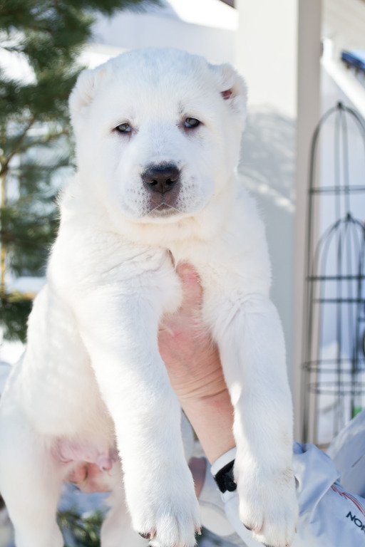 white teddy bear))) - Alabai, Puppies, Dog