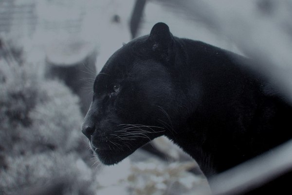 Bagheera - Panther, Animals, wildlife