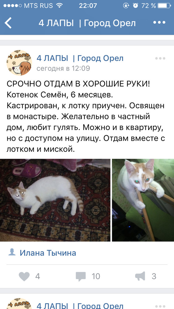 Orthodox cat. - PGM, cat