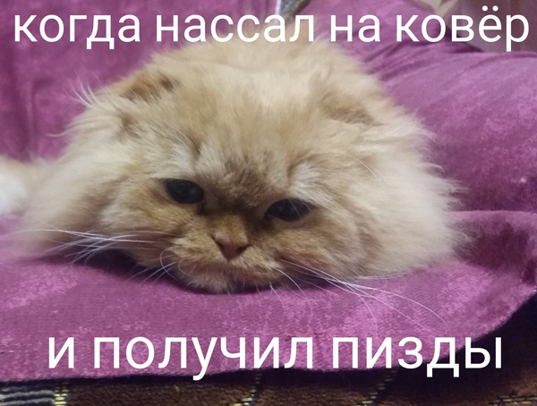 Печальный котик - Моё, Кот, Надоело, Домашние животные, Животные, Питомец