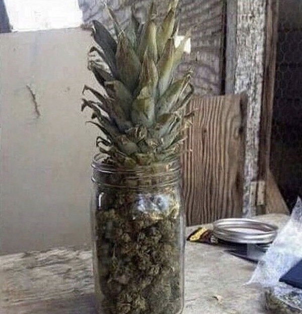It was the fourth day: my mother did not understand why I needed this pineapple in a jar. - A pineapple, Jar, Marijuana, Life hack