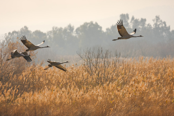 Cranes - My, Cranes, 