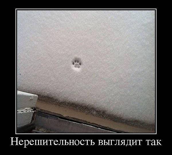 Demotivators, about winter for you) - Winter, cat, Snow, Demotivator, Longpost